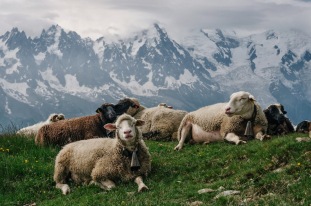 North Caucasian Alpine Region –– Rich Farming Land